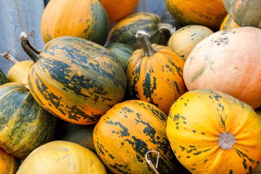 Sonbaharda tarlada çeşitli renkte balkabakları, hasat, mahsul