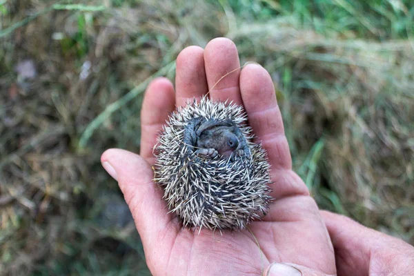 little hedgehog in the palm of your hand, baby wild hedgehog, defenseless hedgehog
