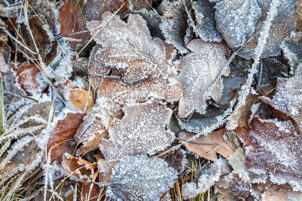 Die Gefrorenen Eisdecken Winter Die Schneeflocken Auf Den Blättern — Stockfoto