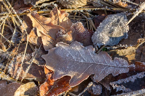 Die Gefrorenen Eisdecken Winter Die Schneeflocken Auf Den Blättern — Stockfoto