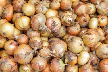 ripe onion bulbs for the entire frame, close-up, agricultural production, harvesting