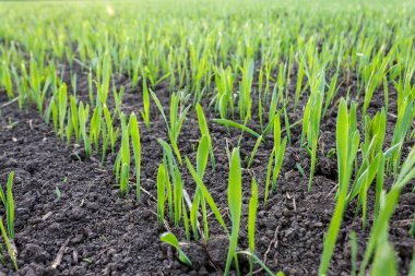 recently sprung sprouts of wheat and rye crops on a farm field, agricultural products and crops, close-up, selective focus clipart