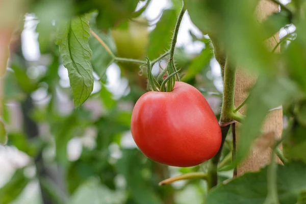 Fruta Tomate Jugosa Roja Madura Una Rama Primer Plano Producción — Foto de Stock