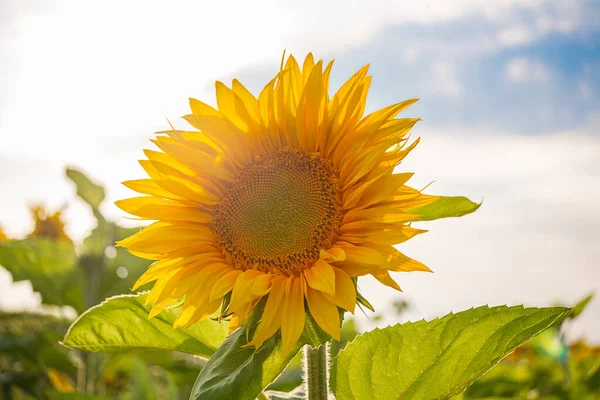 Helianthus annuus, the common sunflower, is a large annual forb of the genus Helianthus grown as a crop for its edible oil and edible fruits, ripe sunflower plant close-up against a clear sky on a sunny summer day, agricultural sunflower field