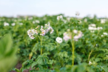 blooming flowers of ripening bush of potato plant, cultivated agricultural plant potato, organic crop and harvest, garden farm field