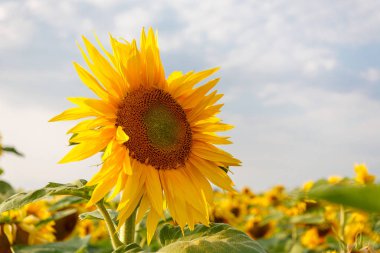 the common sunflower, is a large annual forb of the genus helianthus grown as a crop for its edible oil and edible fruits, ripe sunflower plant close-up against a clear sky on a sunny summer day, agricultural sunflower field