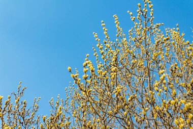 branch blooming willow close up against the blue sky on a sunny spring day, willows, also called sallows and osiers, form the genus salix
