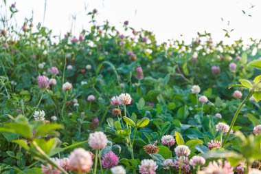 flowering meadow clover on a bright sunny spring day, spring mood, clover honey plant, close-up, selective focus, clover field