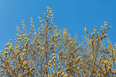 branch blooming willow close up against the blue sky on a sunny spring day, willows, also called sallows and osiers, form the genus salix