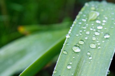 rain and dew drops on leaves and flowers close-up macro, rainy weather, weather forecast, rain forecast
