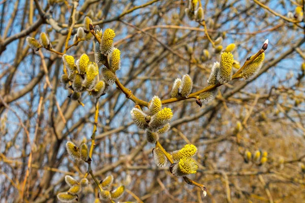 Branche Saule Fleurs Près Ciel Bleu Par Jour Ensoleillé Printemps — Photo