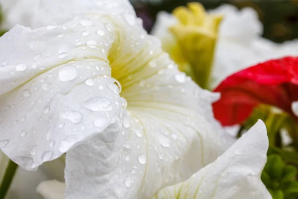 Eső Harmat Cseppek Levelek Virágok Közelkép Makró Esős Időjárás Időjárás — Stock Fotó