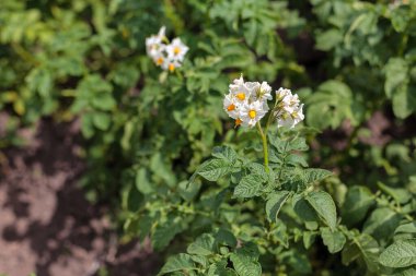 blooming flowers of ripening bush of potato plant, cultivated agricultural plant potato, organic crop and harvest, garden farm field