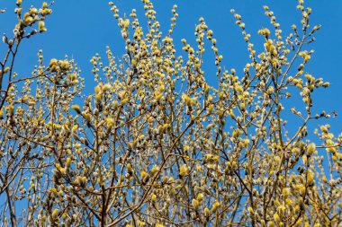 branch blooming willow close up against the blue sky on a sunny spring day, willows, also called sallows and osiers, form the genus salix