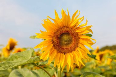 the common sunflower, is a large annual forb of the genus helianthus grown as a crop for its edible oil and edible fruits, ripe sunflower plant close-up against a clear sky on a sunny summer day, agricultural sunflower field