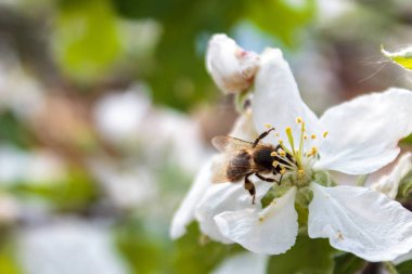 Arı eşekarısı, güneşli bir günbatımının arka planında, yaz havasında bir çiçekten polen topluyor.