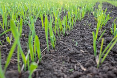 recently sprung sprouts of wheat and rye crops on a farm field, agricultural products and crops, close-up, selective focus