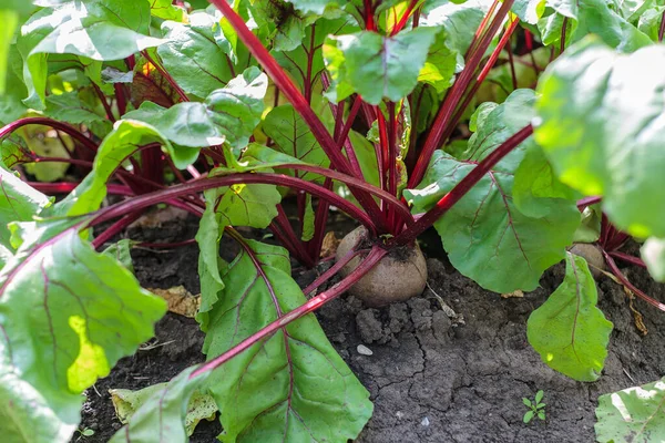 large ripe varietal beets in the garden in the ground, a bright tasty juicy beets