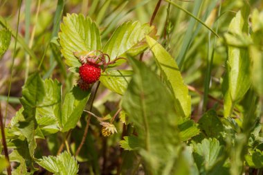 ripe red juicy sweet berry of wild strawberry field close-up, forest berries