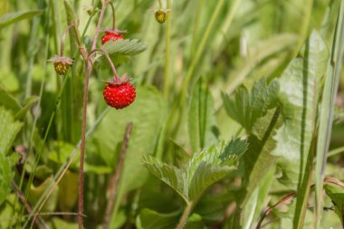 ripe red juicy sweet berry of wild strawberry field close-up, forest berries