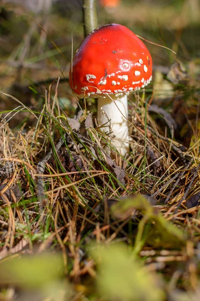 成熟的鲜红色蘑菇在阳光下在森林中飞舞 不可食用的有毒致幻蘑菇 — 图库照片