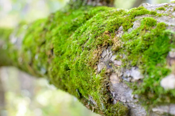 Trädrötter Södra Skogen Täckta Med Mossgrönska Selektivt Fokus — Stockfoto