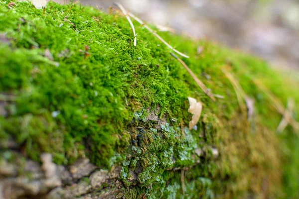 苔の緑に覆われた南の森の木の根 — ストック写真