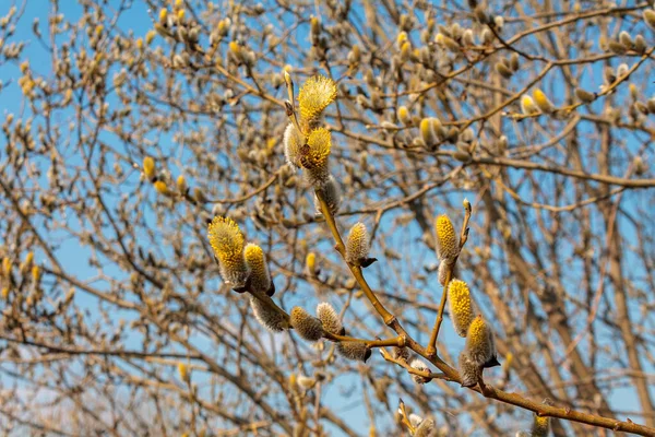 Zweigweiden Die Einem Sonnigen Frühlingstag Dicht Blauen Himmel Blühen Bilden — Stockfoto