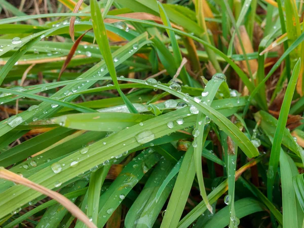 Gocce Pioggia Lasciate Sulle Foglie Erba Verde Dopo Piogge Estive — Foto Stock
