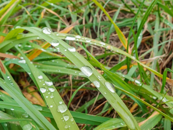 Gotas Lluvia Hojas Hierba Verde Después Lluvia Verano Primavera Tiempo — Foto de Stock