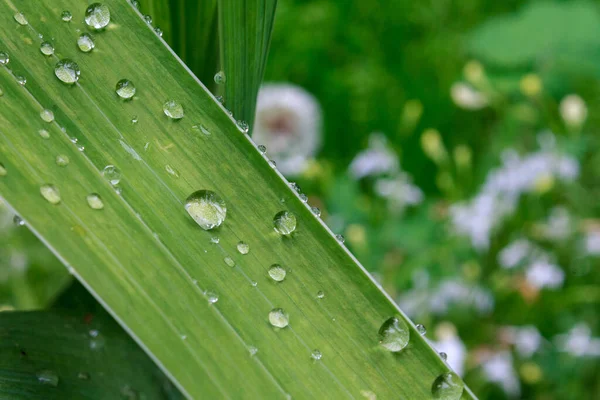 Pioggia Rugiada Gocce Foglie Fiori Primo Piano Macro Tempo Piovoso — Foto Stock