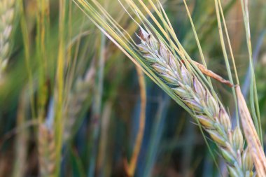 agricultural cultivated plant rye, rye field at sunset in sunlight, grain harvest, grain crops