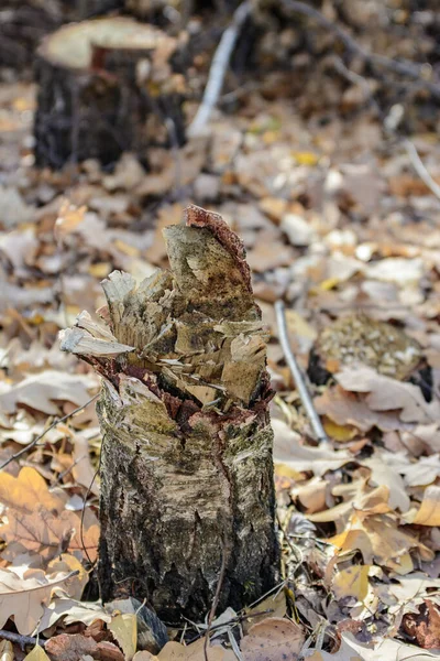 Υλοτομημένα Δέντρα Που Υλοτομήθηκαν Από Ανθρώπους Στο Δάσος Επιβλαβής Ανεξέλεγκτη — Φωτογραφία Αρχείου