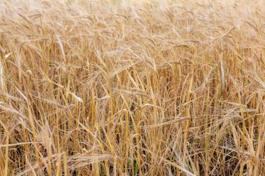 agricultural cultivated plant rye, rye field at sunset in sunlight, grain harvest, grain crops