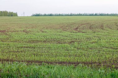 recently sprung sprouts of wheat and rye crops on a farm field, agricultural products and crops, close-up, selective focus