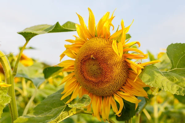 bright ripe flowers of sunflowers in the field at sunset, orange beautiful flowers, agricultural products, raw materials for the production of sunflower oil