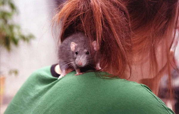 home pet rat on shoulder hostess