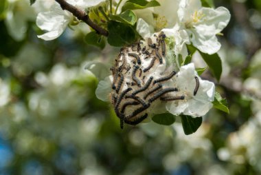 meyve taşıyan bitkilerin haşereleri ve yiyicileri, vahşi doğa, elma dalındaki tırtıllar.
