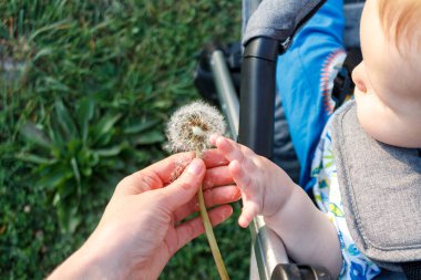 a small baby holds a blooming dandelion flower in his hand and is not afraid of allergies, spring pollinosis in children and adults, allergy to flowering and protection from it clipart