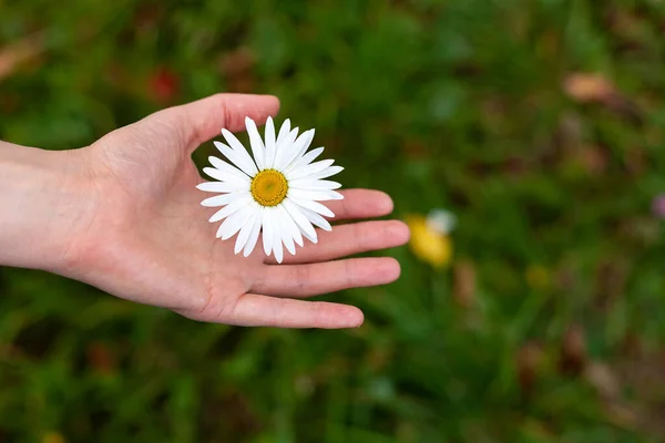 Girl Holding Pure Bright Chamomile Flower Organic Natural Product Green — Stock Photo, Image