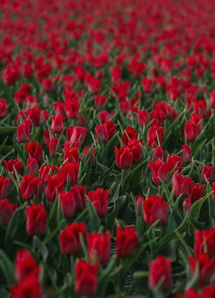 Gebied van rode tulpen — Stockfoto