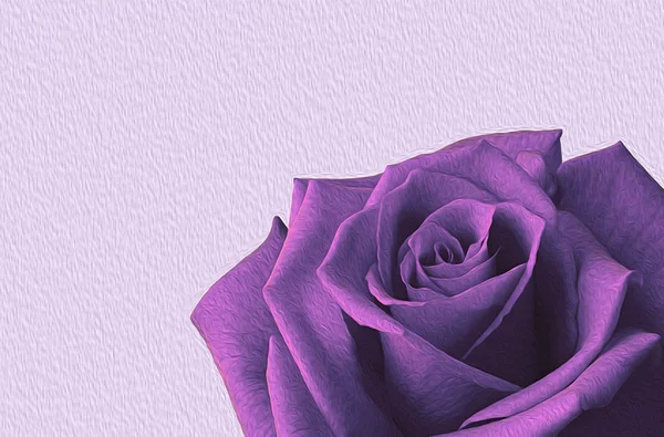 büyük ve parlak mor gül yakın plan eflatun ışık arka planı