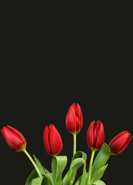Bouquet Red Tulips Black Background Inscription — Stock Photo, Image