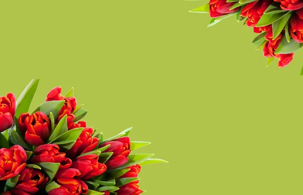 bouquet of red tulips on a green background for the inscription