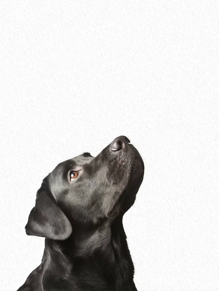 iyi bir safkan siyah köpek beyaz arka planda izole bir şekilde yukarı bakıyor.