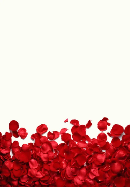 Petali Rosa Rossa Sfondo Bianco — Foto Stock