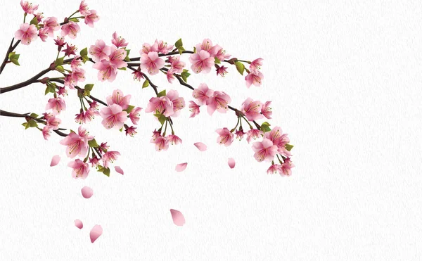 Beyaz arka planda izole edilmiş pembe sakura dalı 