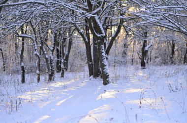 forest with meadow in winter and trees covered with snow