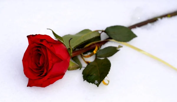 in winter, a red bright rose with a gold ribbon lies on white snow
