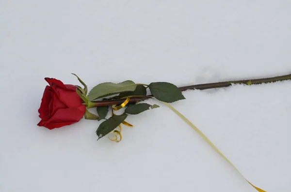 Invierno Una Rosa Roja Brillante Con Una Cinta Oro Encuentra —  Fotos de Stock